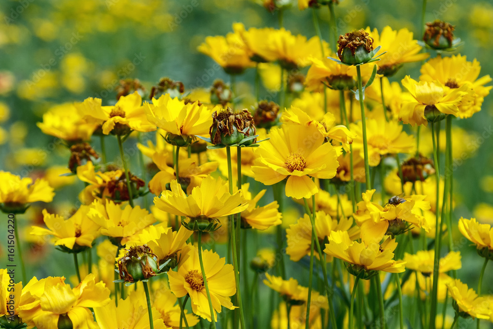 Close up of coreopsis tinctoria flowers in the garden, beatiful coreopsis, pretty coreopsis, amazing coreopsis, unique coreopsis Close up of coreopsis tinctoria flowers in the garden, beatiful coreopsis, pretty coreopsis, amazing coreopsis, unique coreopsis