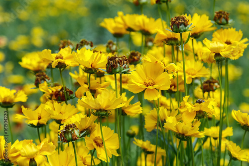 Close up of coreopsis tinctoria flowers in the garden, beatiful coreopsis, pretty coreopsis, amazing coreopsis, unique coreopsis © Andrii