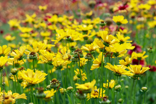 Close up of coreopsis tinctoria flowers in the garden, beatiful coreopsis, pretty coreopsis, amazing coreopsis, unique coreopsis, coreopsis in the summer, blooming coreopsis, field full of corepsis photo