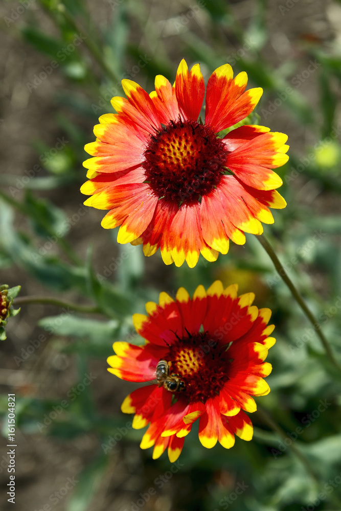 Yellow Helenium flower at the garden, close-up helenium, pretty helenium, beatiful helenium, red petals, magestic helenium Yellow Helenium flower at the garden, close-up helenium, pretty helenium, beatiful helenium, red petals, magestic helenium