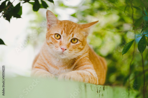 Cute orange cat in the garden It was happy after breakfast.