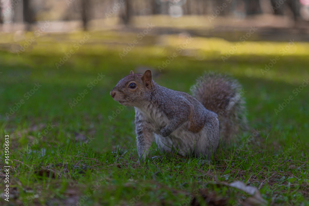 Obraz premium Scoiattolo
