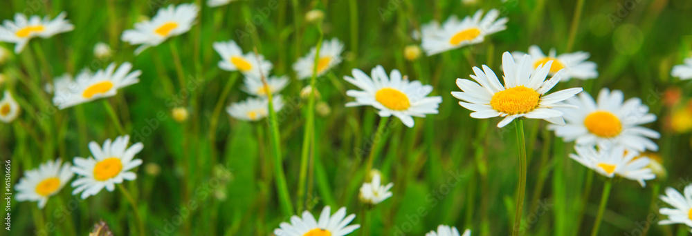 Daisy field in the sunny summer day. Daisy field in the sunny summer day.