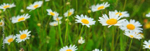 Daisy field in the sunny summer day.