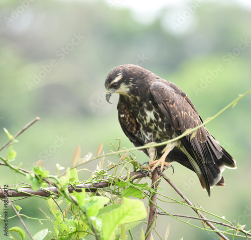 Immature common Black hawk (Buteogallus anthracinus) in Panama, bird of prey in his native habitat. photo