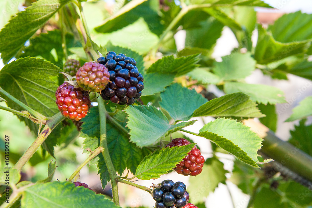 Close up view of a bunch of blackberry. Ripening of the blackberries on the blackberry bush in forest.. Close up view of a bunch of blackberry. Ripening of the blackberries on the blackberry bush in forest..