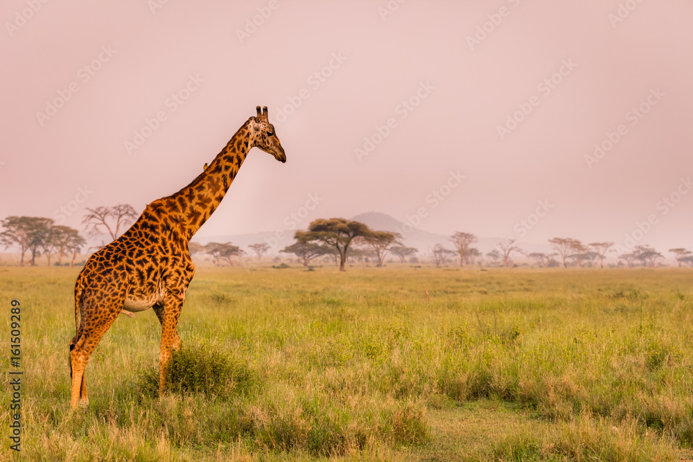 Obraz premium Baby giraffe safari Serengeti National Park, Tanzania. Wildlife scene of African Safari. Baobab tree in the background. 