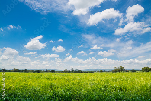 Natural Windy Green Grass Field under Cloudy Blue Sky at Summertime