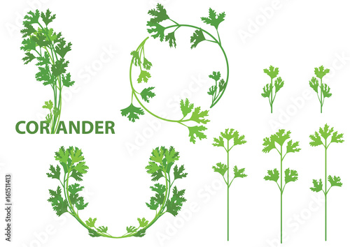 coriander herb
