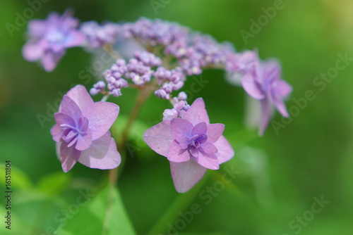 紫陽花