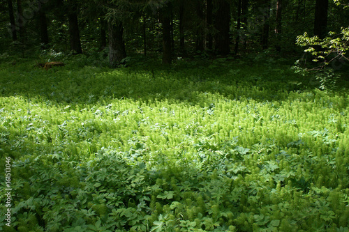 Wallpaper Mural Pflanzen/Farne im Wald Torontodigital.ca