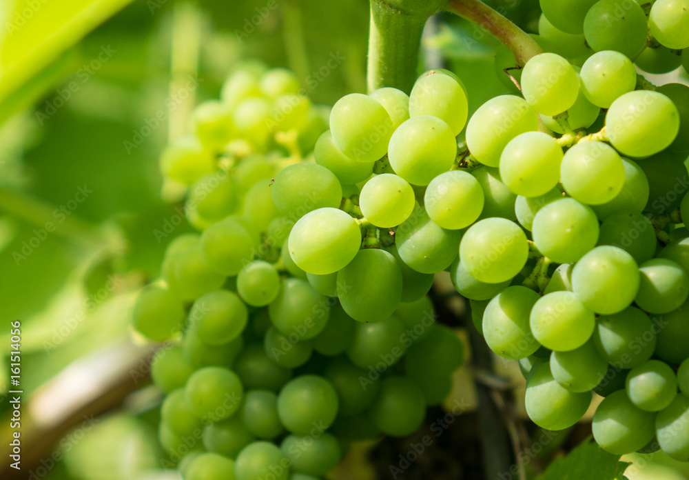 The fresh bunch of grapes in sunlight The fresh bunch of grapes in sunlight