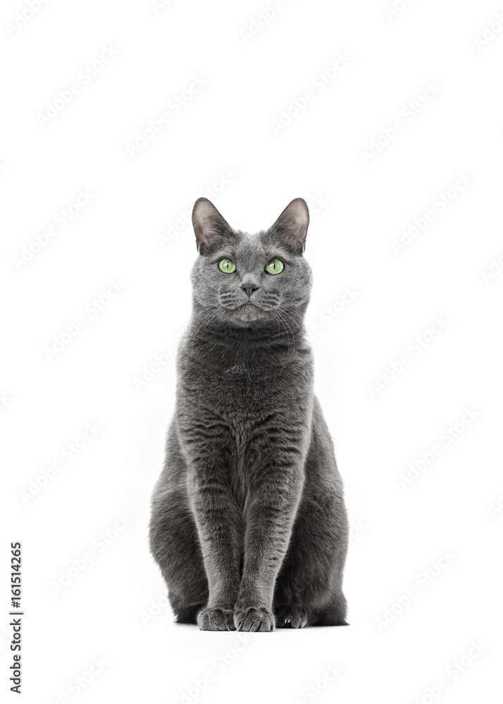 Beautiful gray cat of breed Russian blue sits and looks straight into the frame. Background is isolated.