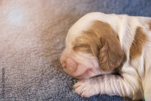 soft focus on cute cocker spaniel puppies sleeping on the slot mattress with lens flare © Rikesh Attadip