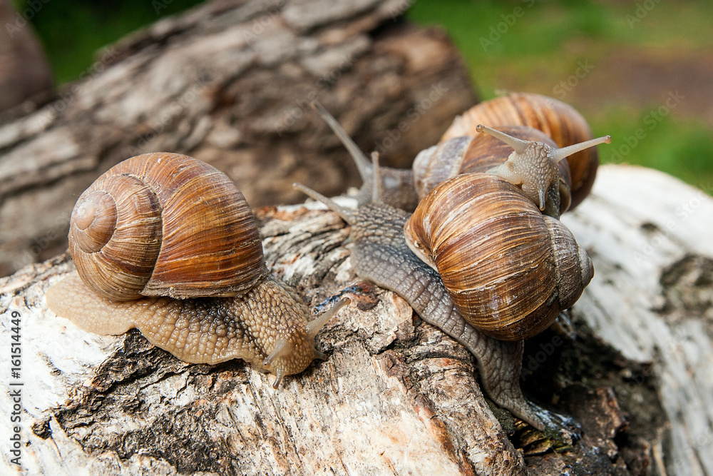 Group of big Burgundy snails (Helix, Roman snail, edible snail, escargot) crawling on the trunk of old birch tree. . Group of big Burgundy snails (Helix, Roman snail, edible snail, escargot) crawling on the trunk of old birch tree. .