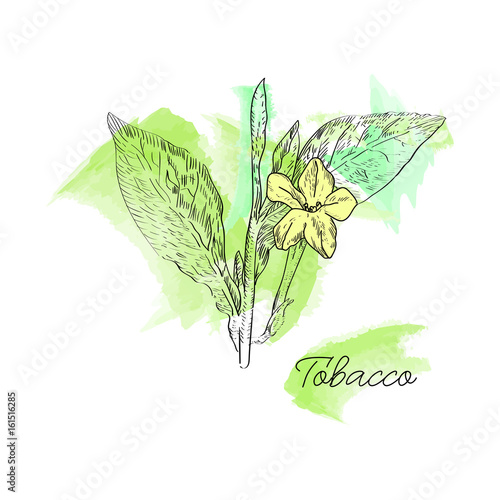 Vector drawn tobacco leaves with flowers on watercolor background in a sketch style. Botanical illustration.