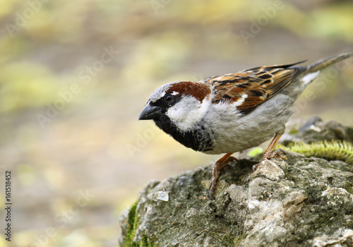 single sparrow
