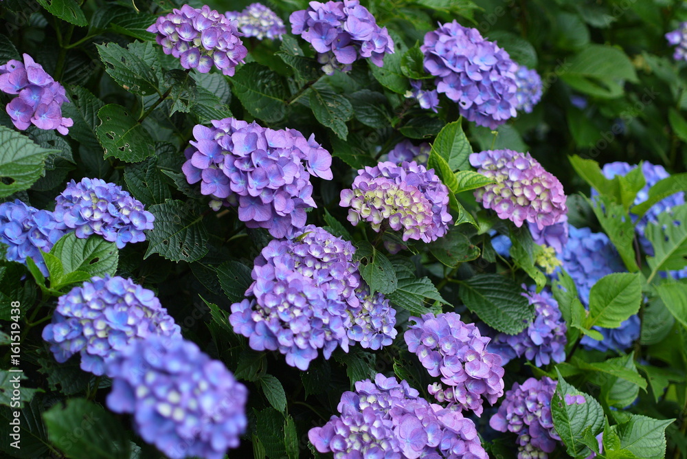 紫陽花 紫陽花