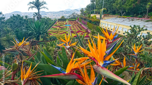 Jardim Botanico da Madeira in Funchal photo