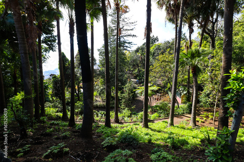 Jardim Botanico da Madeira in Funchal photo