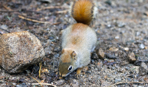 North American red squirrel photo