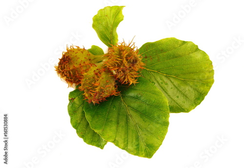 Quadro em tela fresh sprig of beech