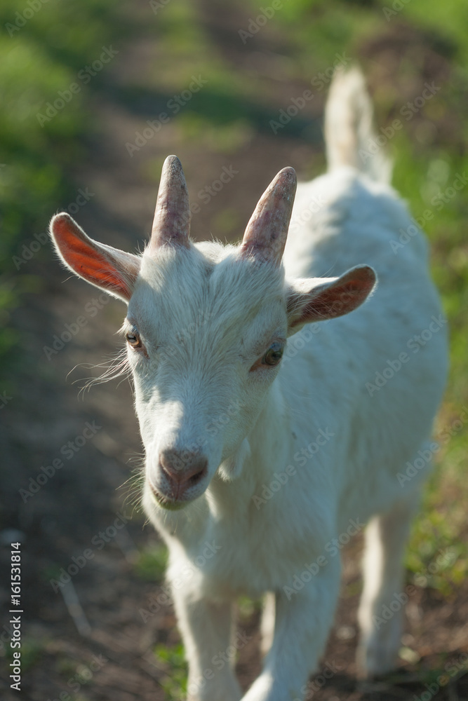 Obraz premium portrait of a white goatling standing on summer pasture