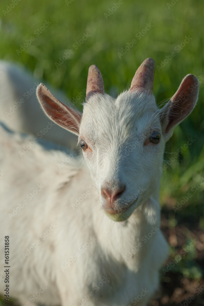 portrait of a white goatling standing on summer pasture
