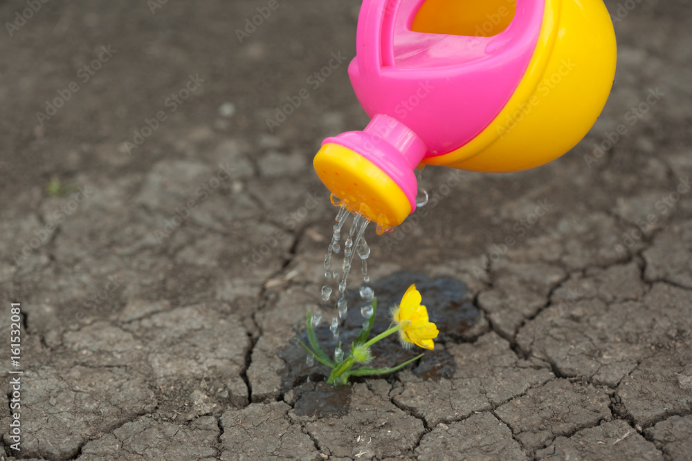 A pink yellow watering can water the ground. Drops of water spill, dissipate moisturize the earth. Help fight the drought. A pink yellow watering can water the ground. Drops of water spill, dissipate moisturize the earth. Help fight the drought.