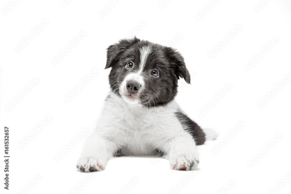 A black and white two month old little puppy lies and looks straight into the camera. Background is isolated.