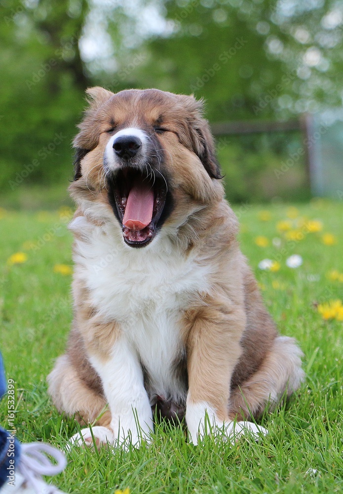 gähnender border collie welpe