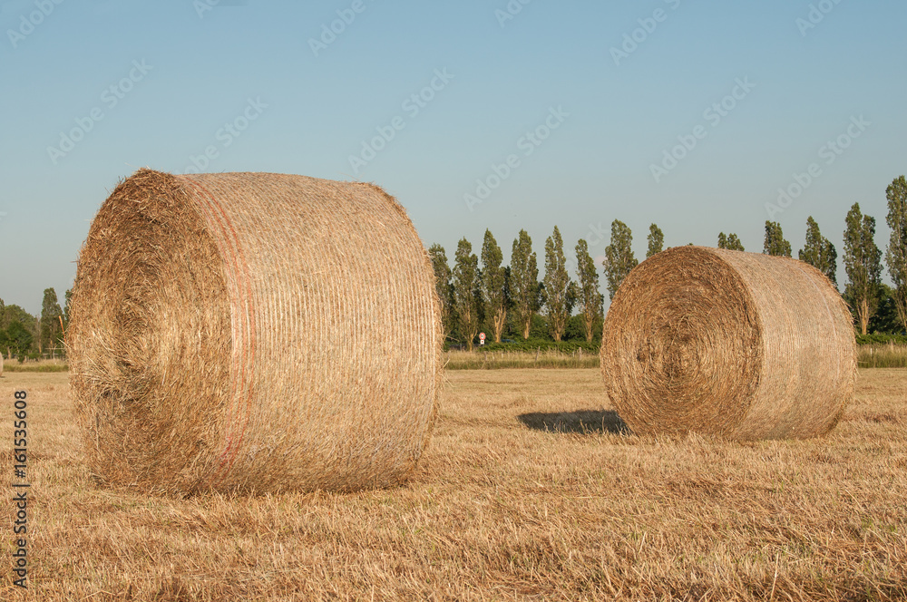 ballots de paille dans un champs de blé après la moisson