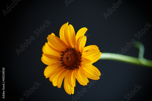 bouquet of yellow daisies