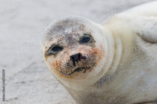 portrait of young common seal (phoca vitulina) lying on sand beach