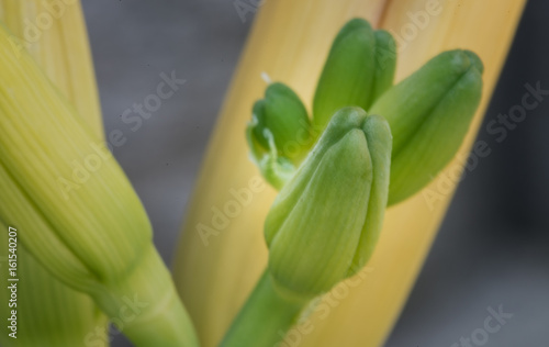 new life budding