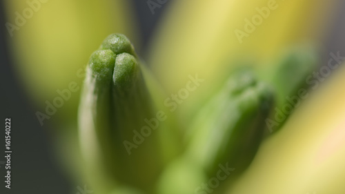 flower bud emgering