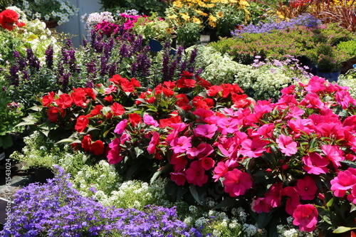 Obraz na płótnie Nursery, Sommerblumen in der Gärtnerei w salonie