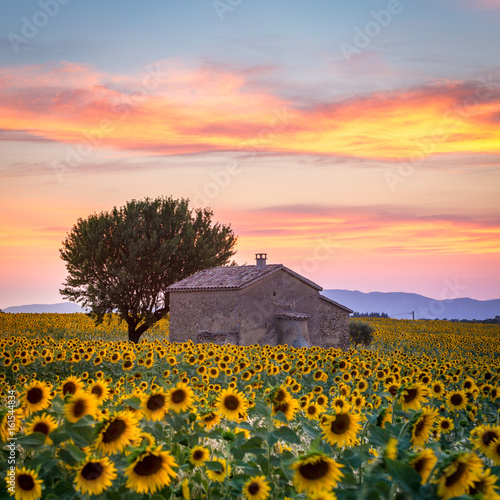 Obraz na płótnie Valensole Plateau, Lavender and sunflowers field in summer, Provence, France w salonie