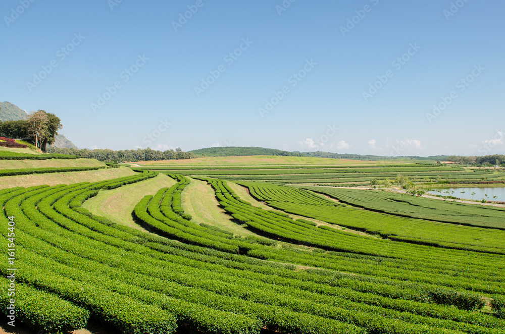 Tea farmland.