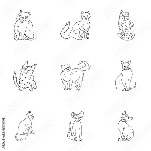 Collection of cats in one picture. Different cats in one picture. Cat breeds icon in set collection on outline style vector symbol stock illustration.
