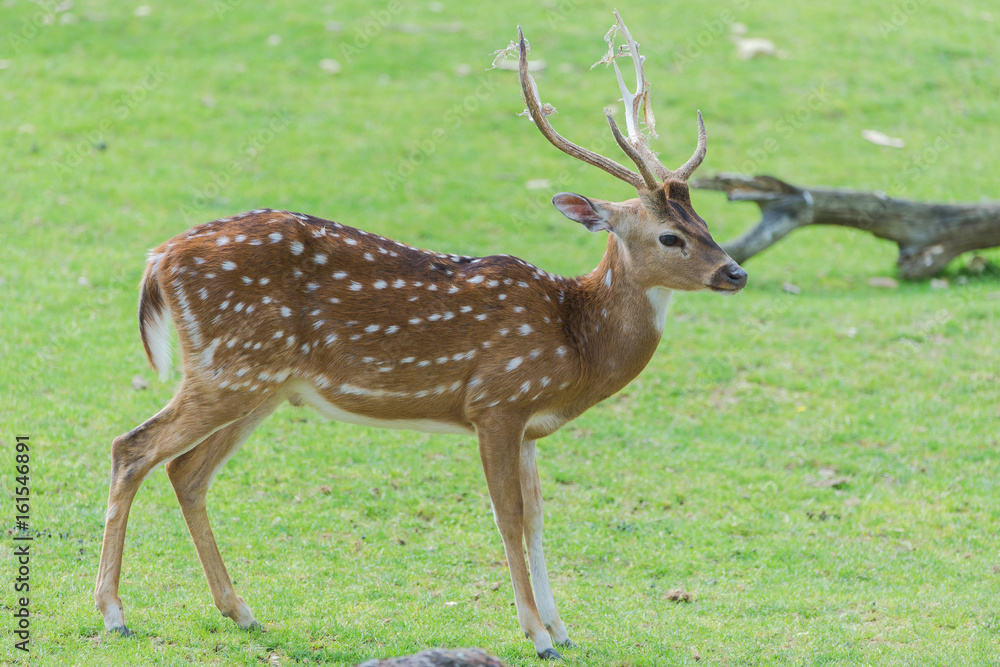 Obraz premium Fallow deer, fawn, with cobweb in branches