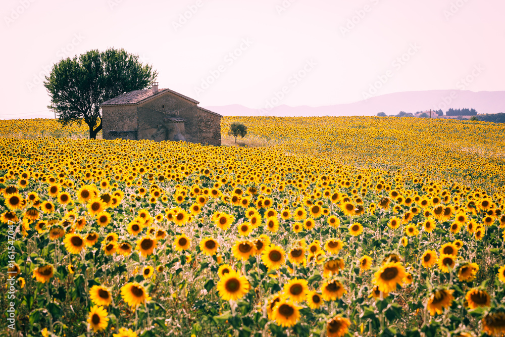 Valensole Plateau, Lavender and sunflowers field in summer, Provence, France