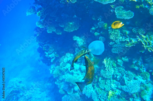 Fototapeta Naklejka Na Ścianę i Meble -  Tropical fish are considering a jellyfish.