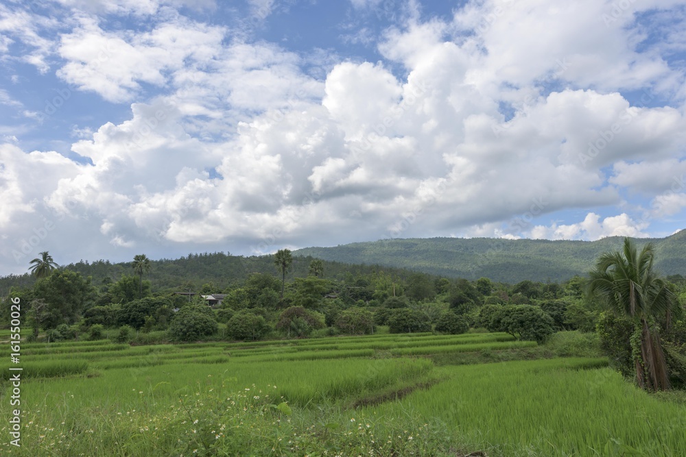 Fototapeta premium Landscape in Thailand.