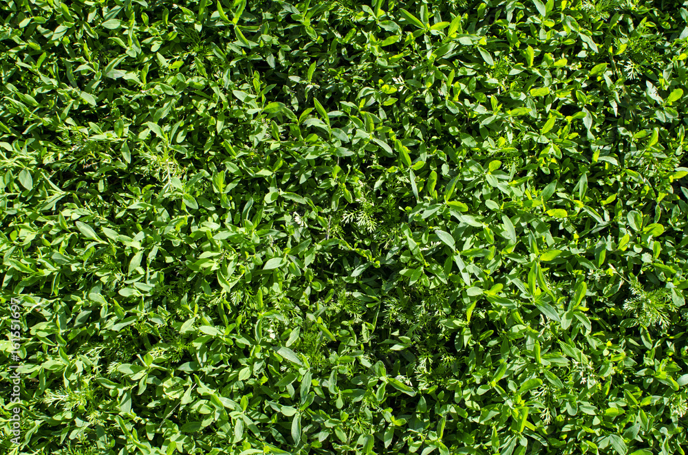 Background of green grass. Background of green grass. Natural lawn Background of green grass. Background of green grass. Natural lawn