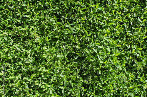 Background of green grass. Background of green grass. Natural lawn