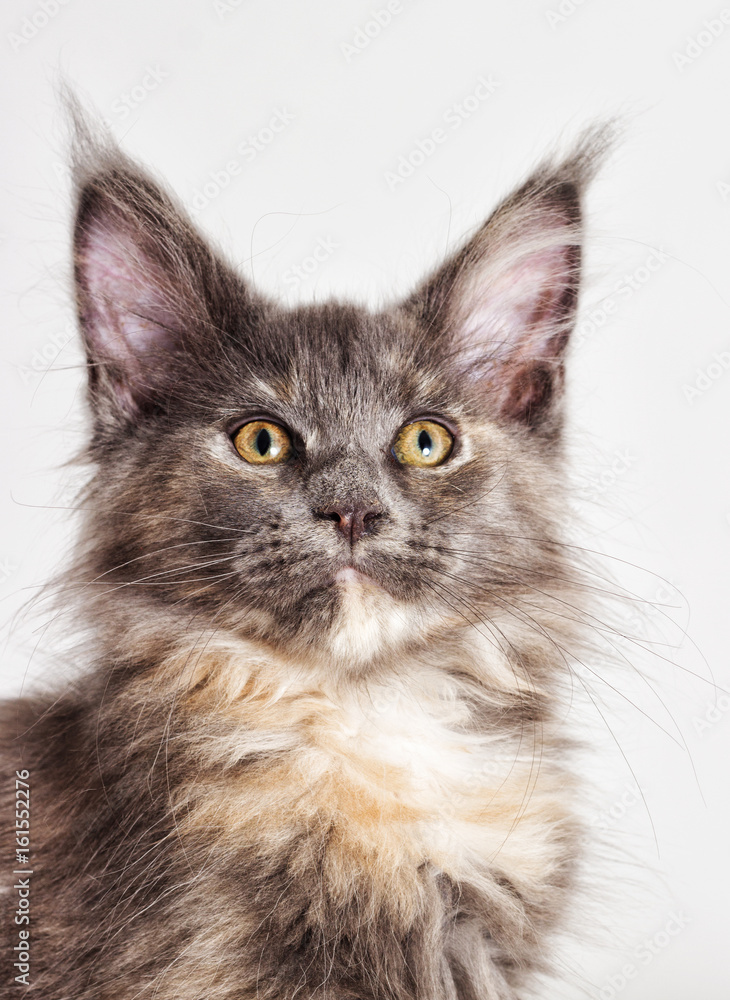 Portrait of the three-colored kitten of Maine Coon