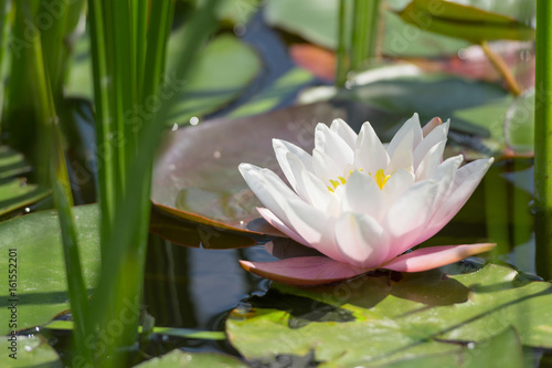 Single white and pink lotus flower in wild pond