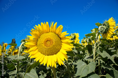 Fototapeta Naklejka Na Ścianę i Meble -  sunflower close up on field of sunflowers at blue sky