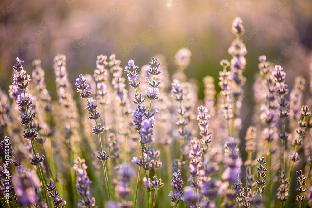 Obraz premium Lavender
